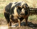 Ossabaw Island - pig breeds | goris jishebi | ღორის ჯიშები